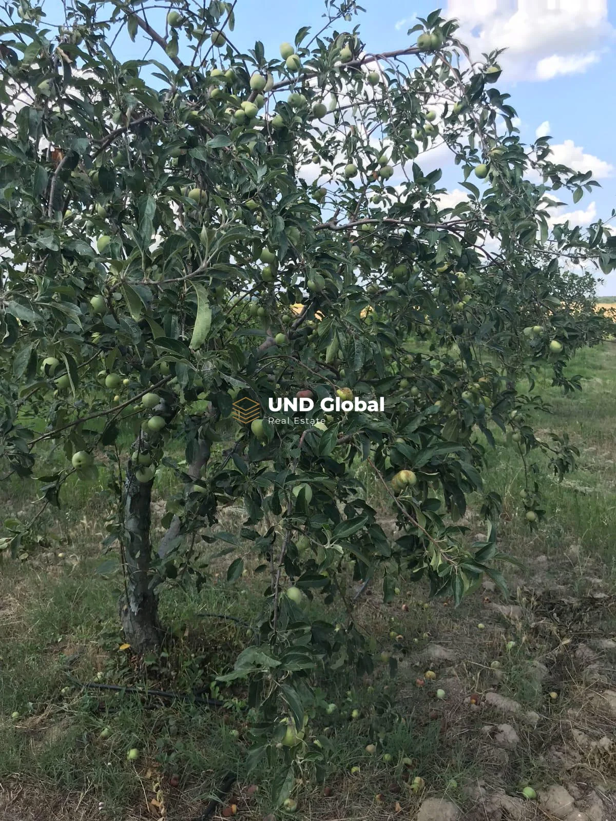 EKSPERTİZ DEĞERİNİN YARI FİYATINA! UZUNKÖPRÜ'DE SATILIK 23 DÖNÜM TARLA